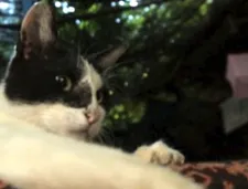 I bet Chris Marker would have loved Ceyda Torun's KEDi